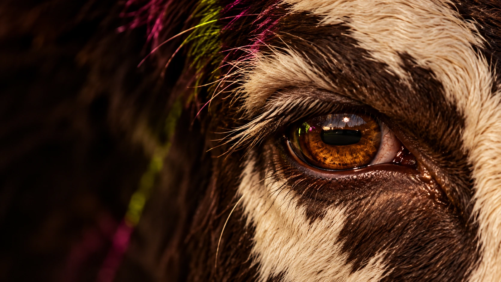 A close-up of a cow eye with natural fur texture