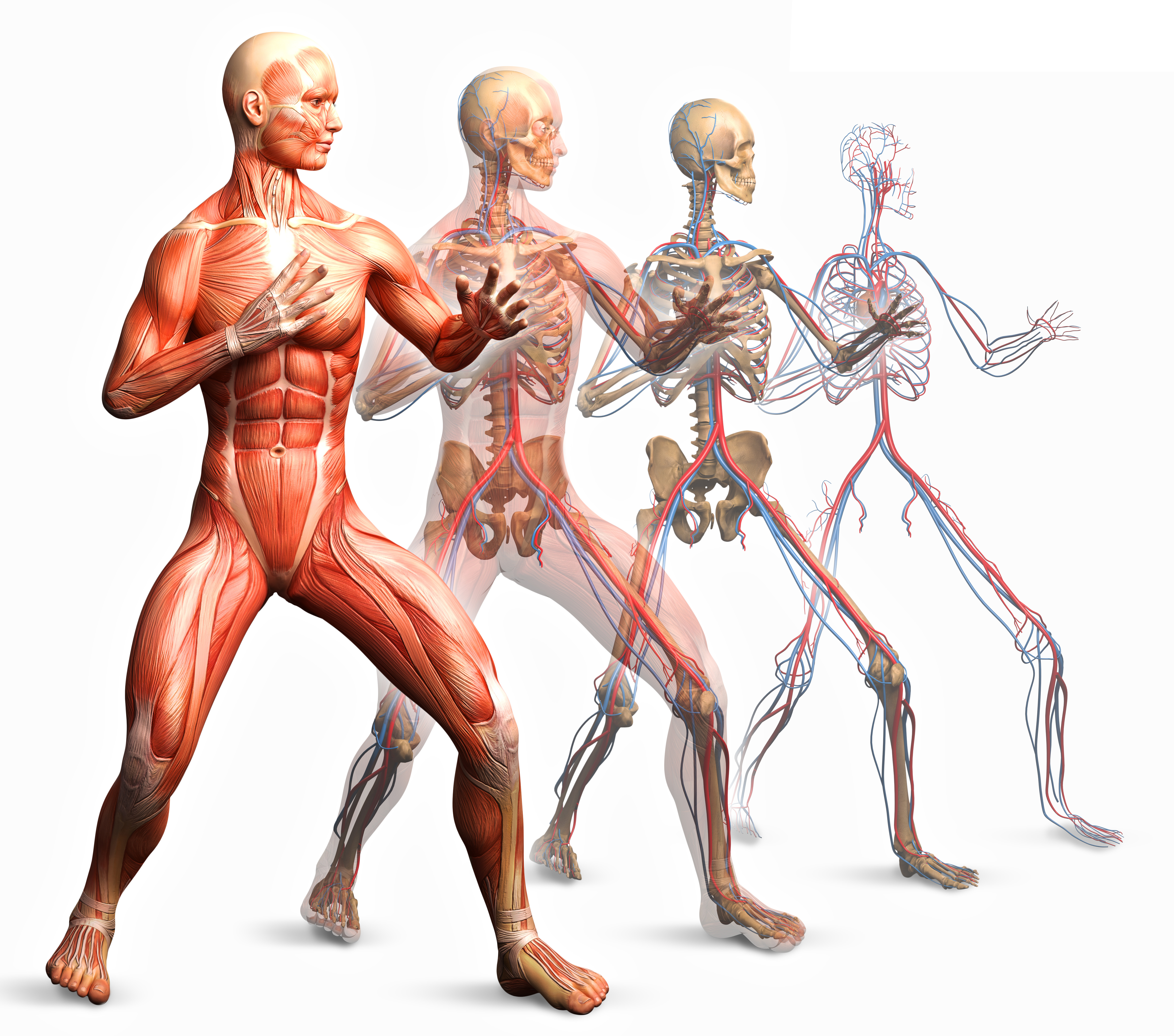 Human h. Анатомия человека. Мышцы человека. Мышечный скелет. Костно мышечный аппарат человека.